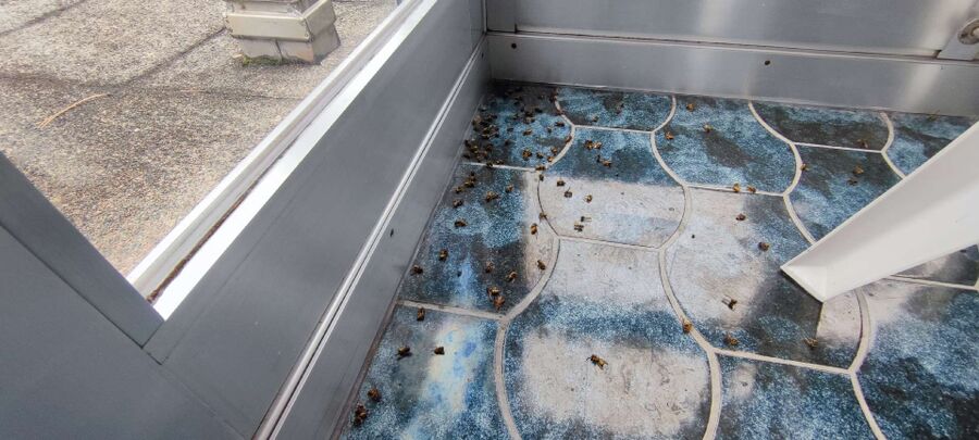 enlever un nid d abeille