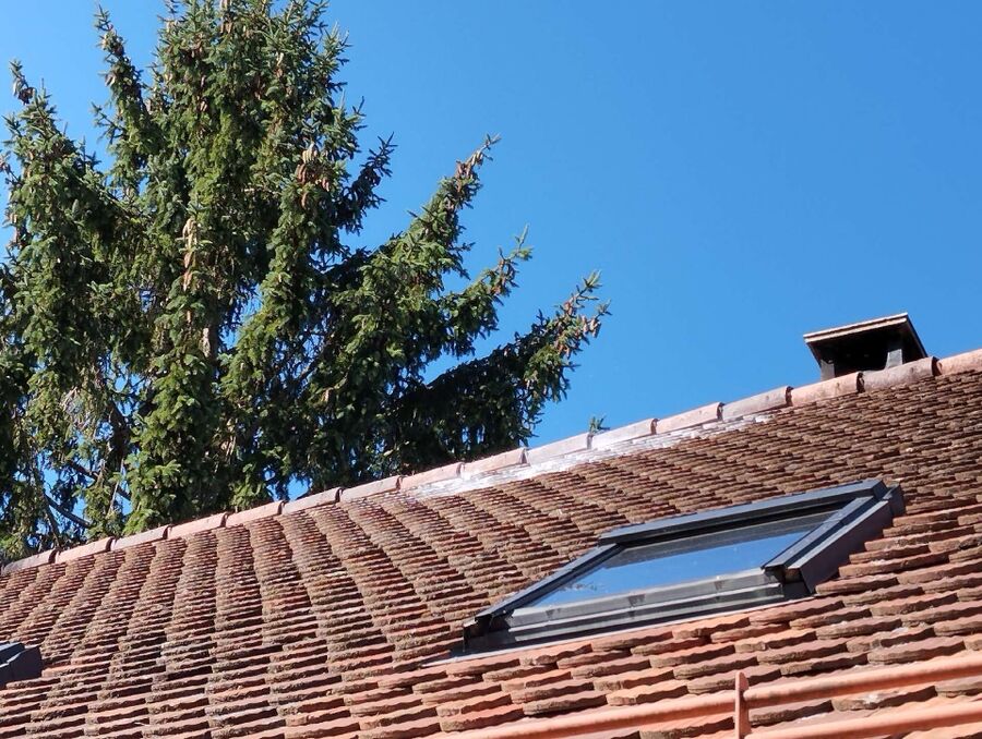 essaim d abeille enlevement