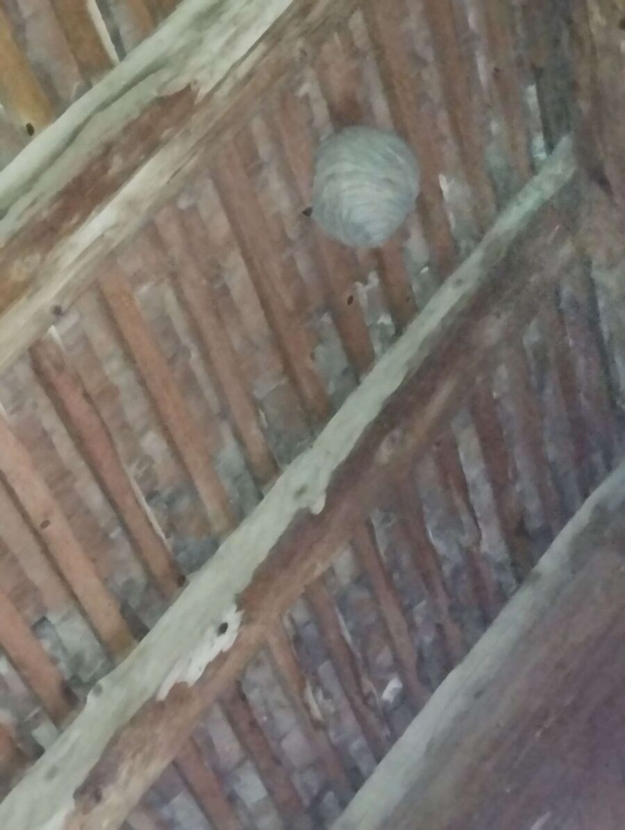 enlever un nid d abeille