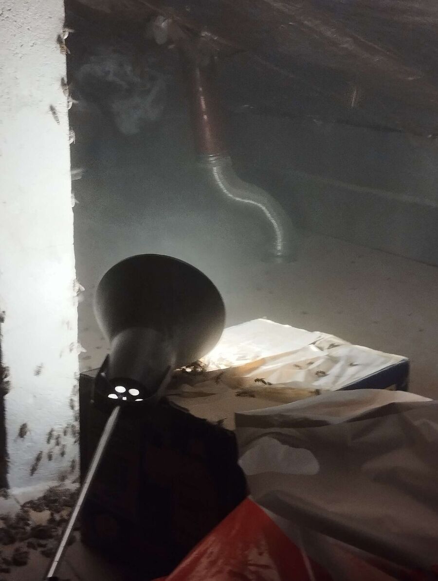 nid d abeille que faire