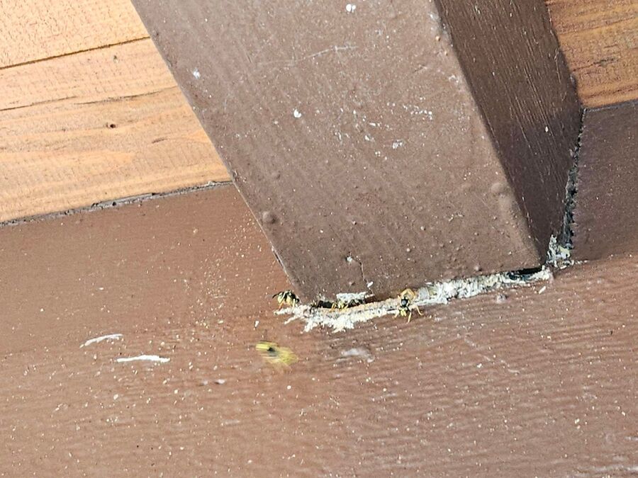 ruche abeille maison que faire