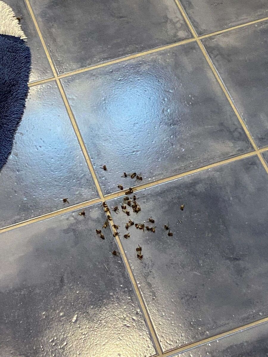 ruche abeille maison que faire