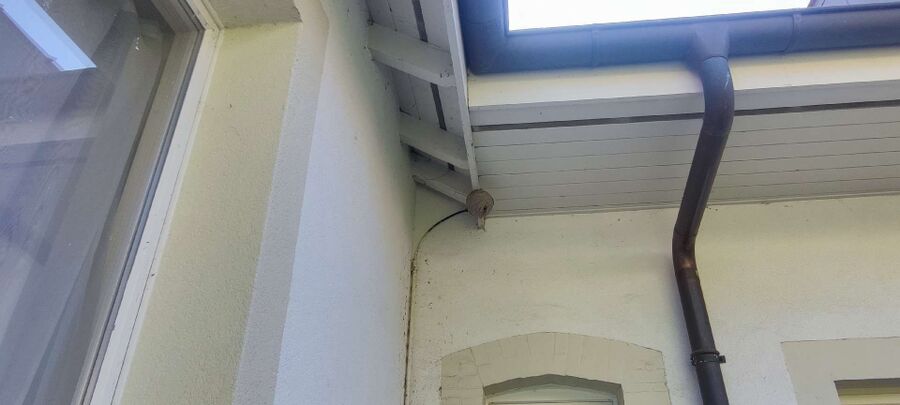 essaim d abeille enlevement