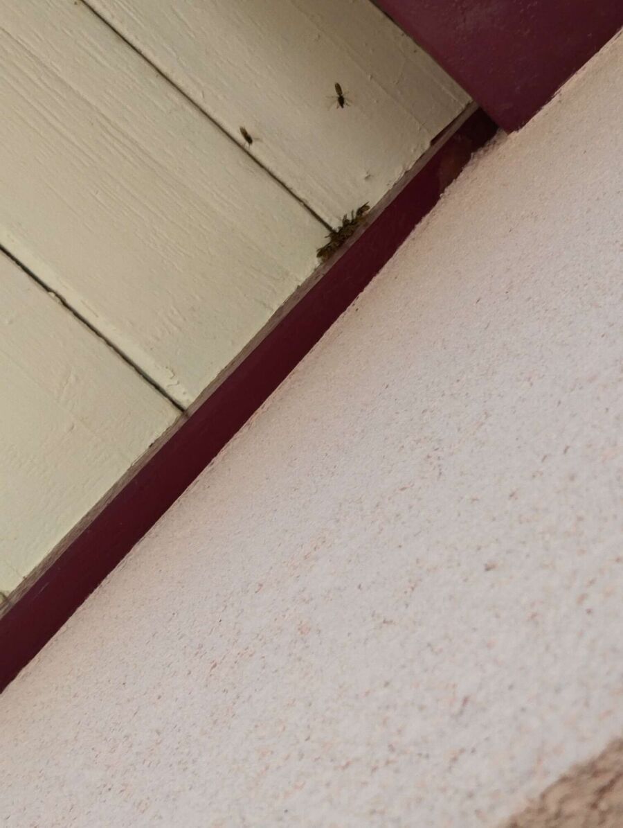 nid d abeille que faire