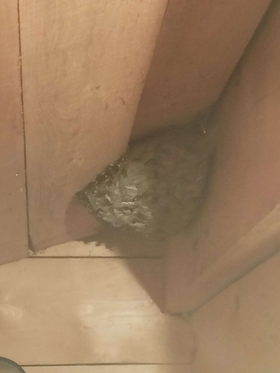 nid d abeille que faire