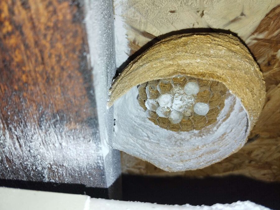 nid d abeille que faire