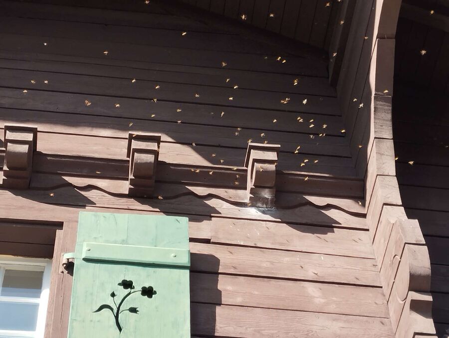 ruche abeille maison que faire