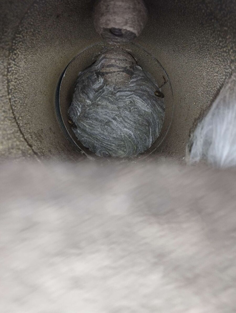 ruche abeille maison que faire