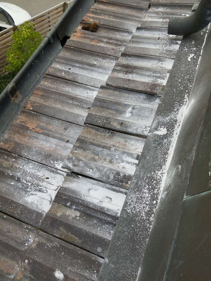 ruche abeille maison que faire