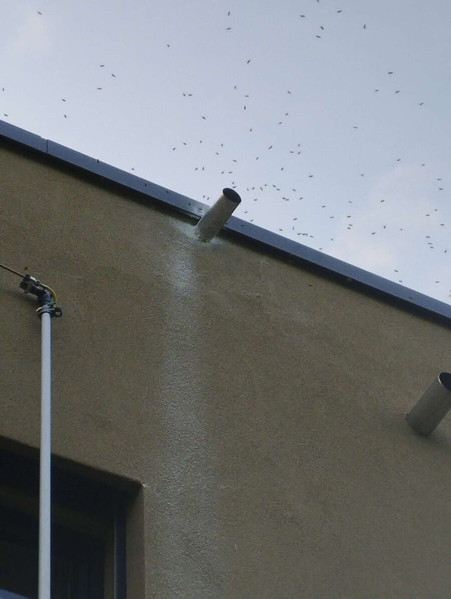 essaim d abeille enlevement