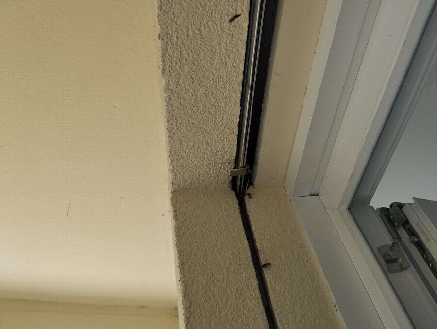 essaim d abeille enlevement