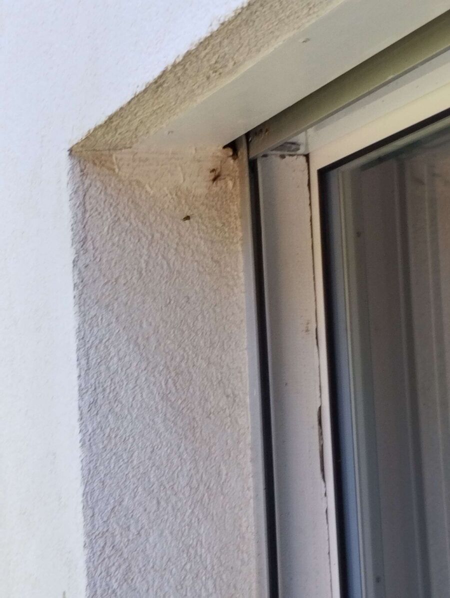 essaim d abeille enlevement