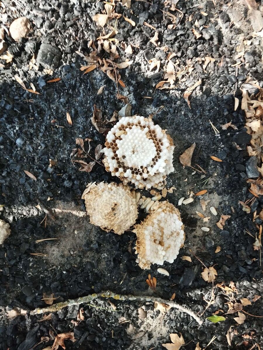 enlever un nid d abeille