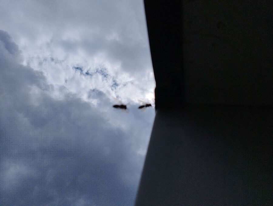 nid d abeille que faire