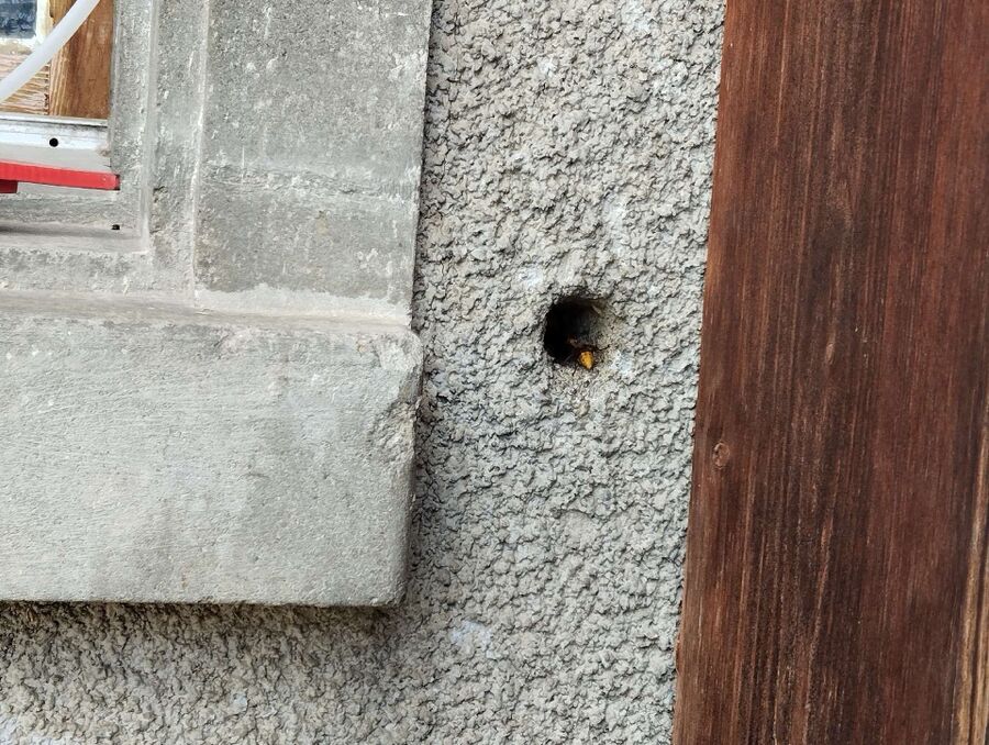 nid d abeille que faire