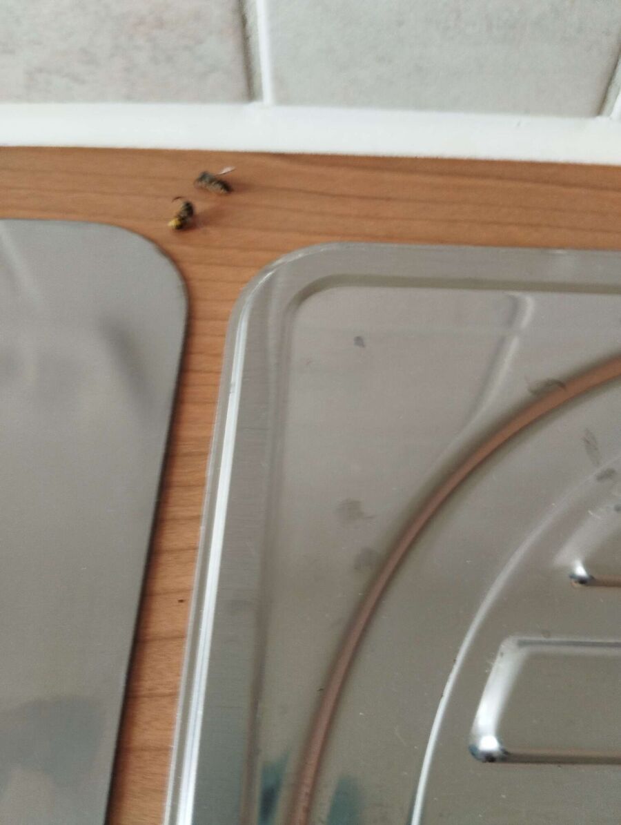 nid d abeille que faire