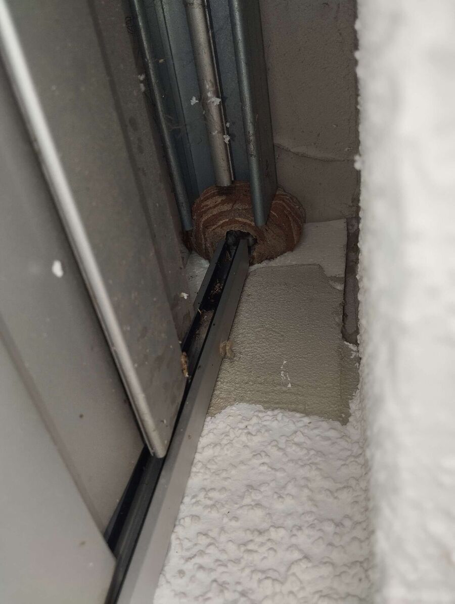 essaim d abeille enlevement