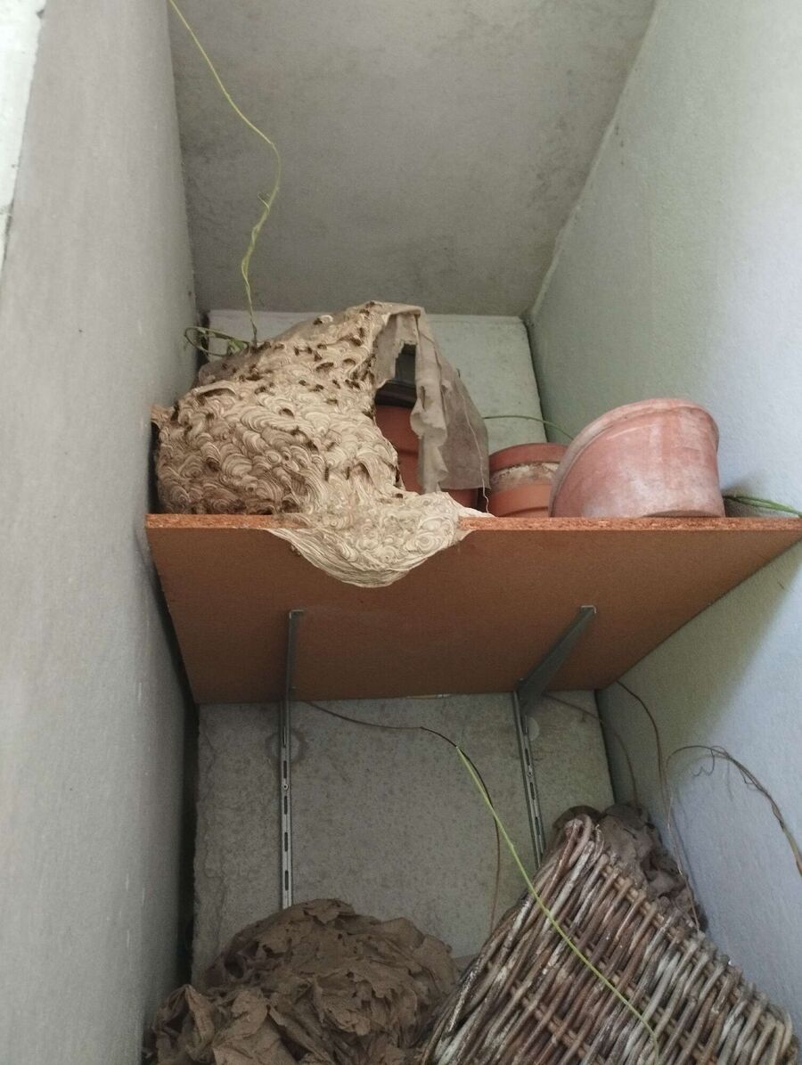 enlever un nid d abeille