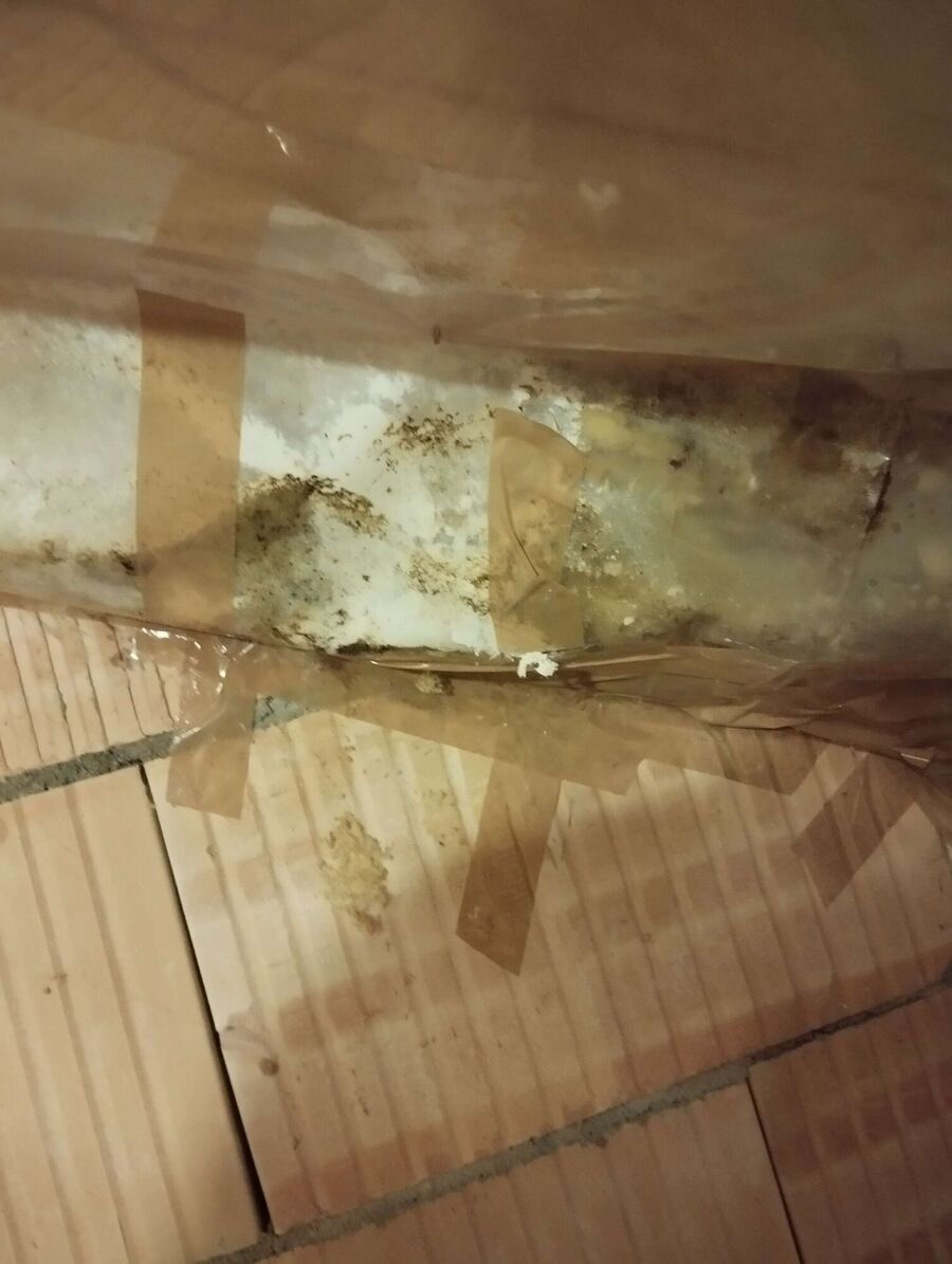 essaim d abeille enlevement