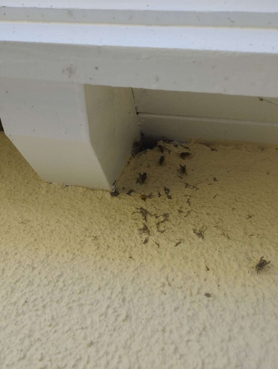 enlever un nid d abeille