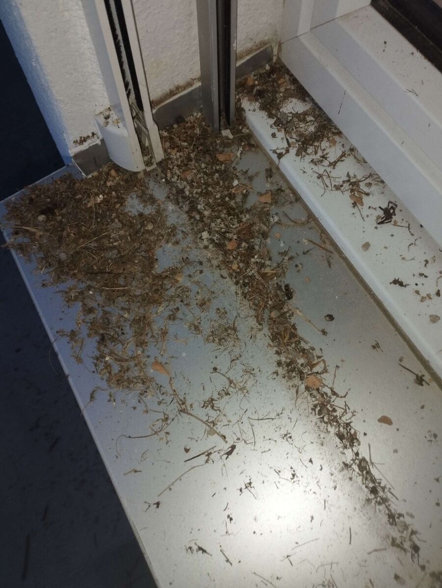 ruche abeille maison que faire