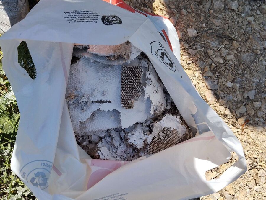 essaim d abeille enlevement