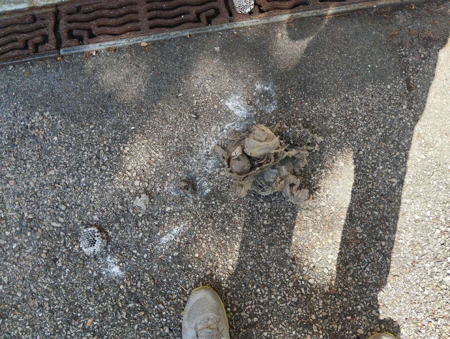 essaim d abeille enlevement