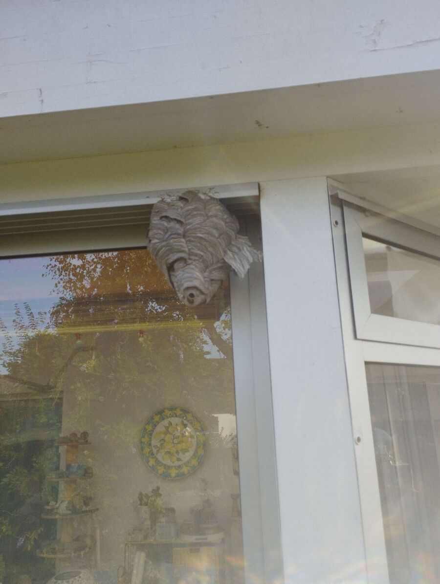 enlever un nid d abeille