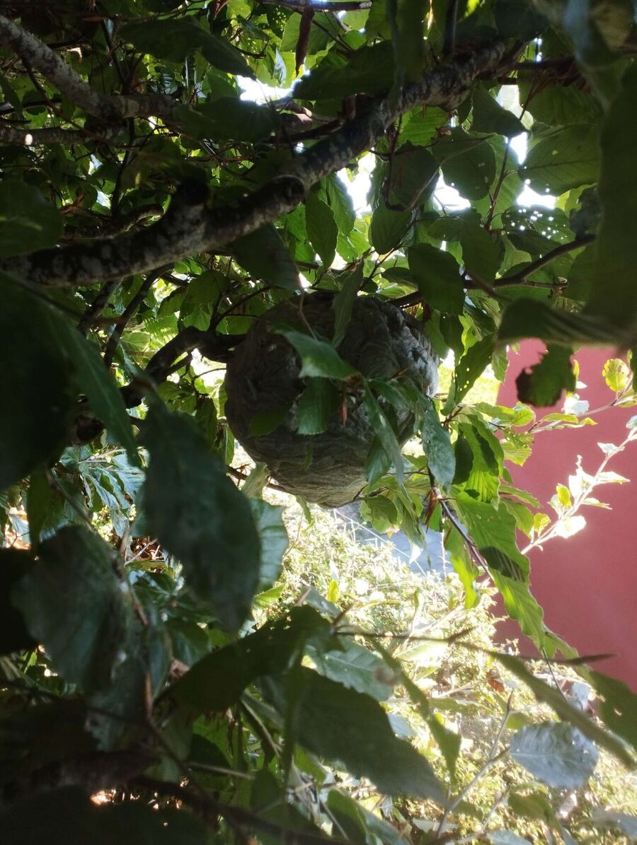 nid d abeille que faire