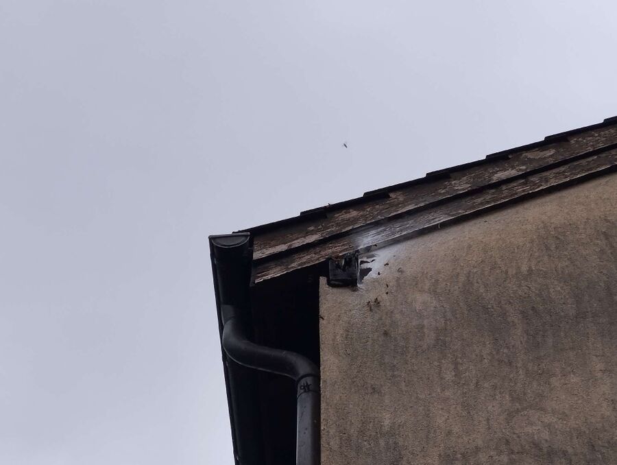 ruche abeille maison que faire