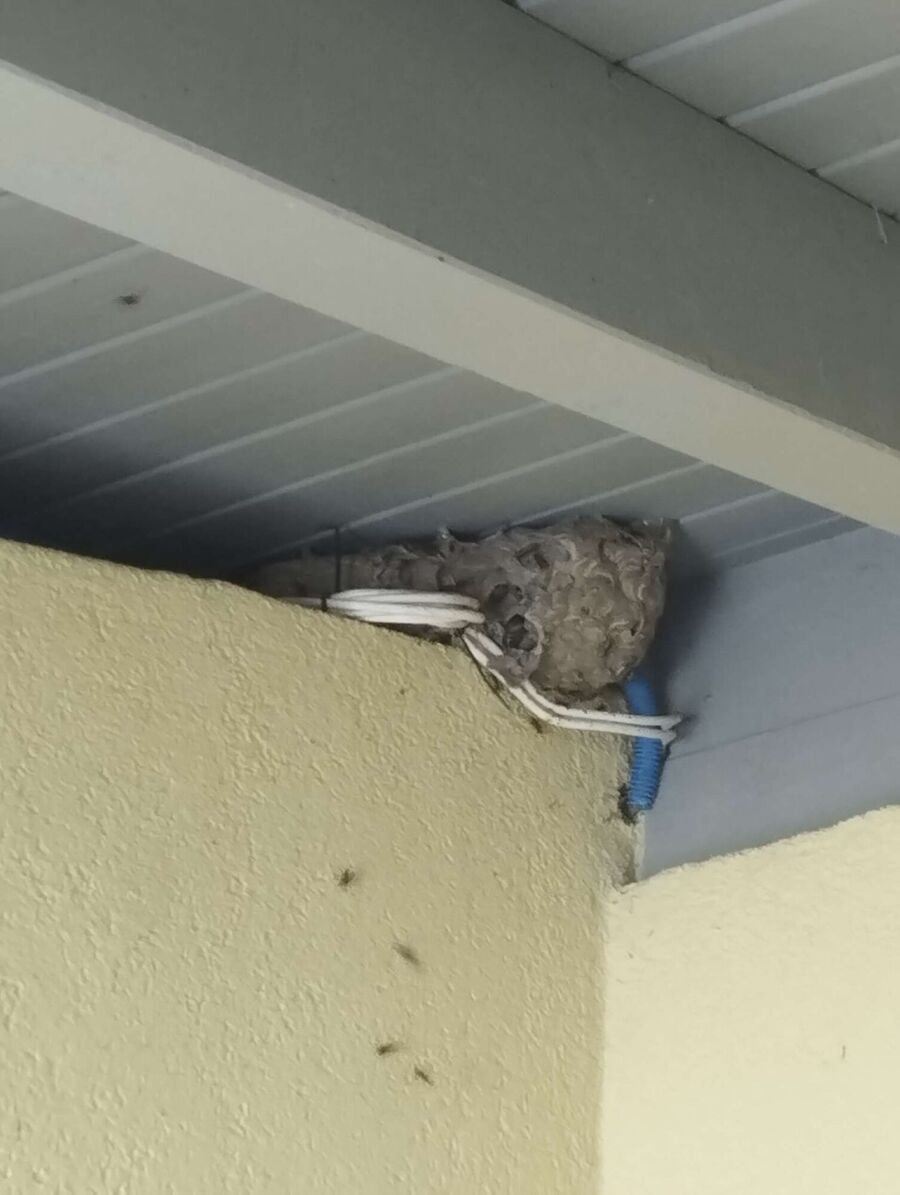 essaim d abeille enlevement