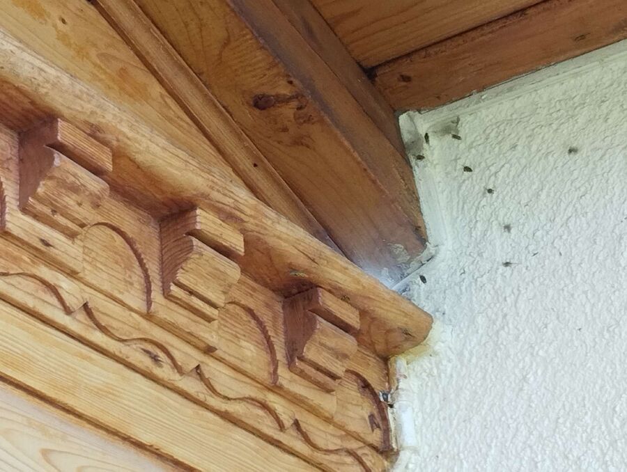 enlever un nid d abeille