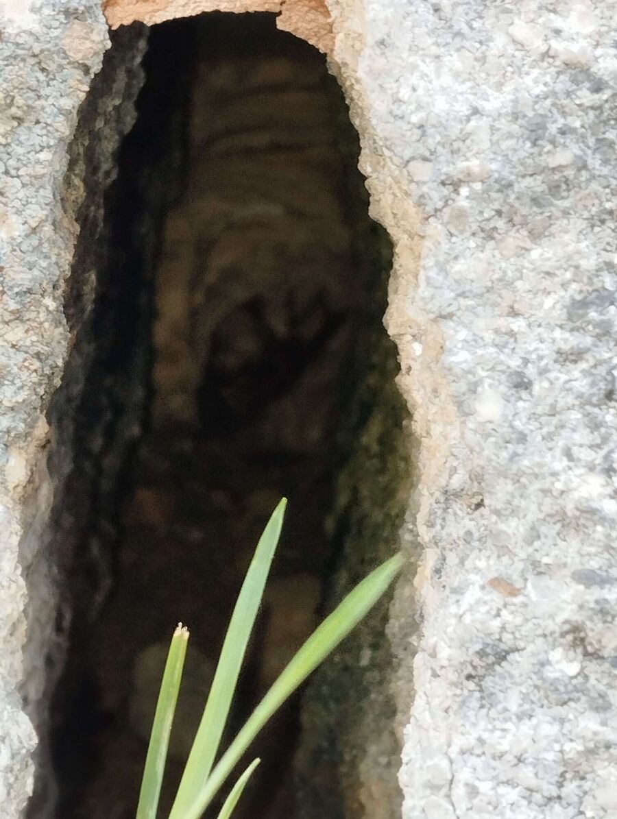 nid d abeille que faire