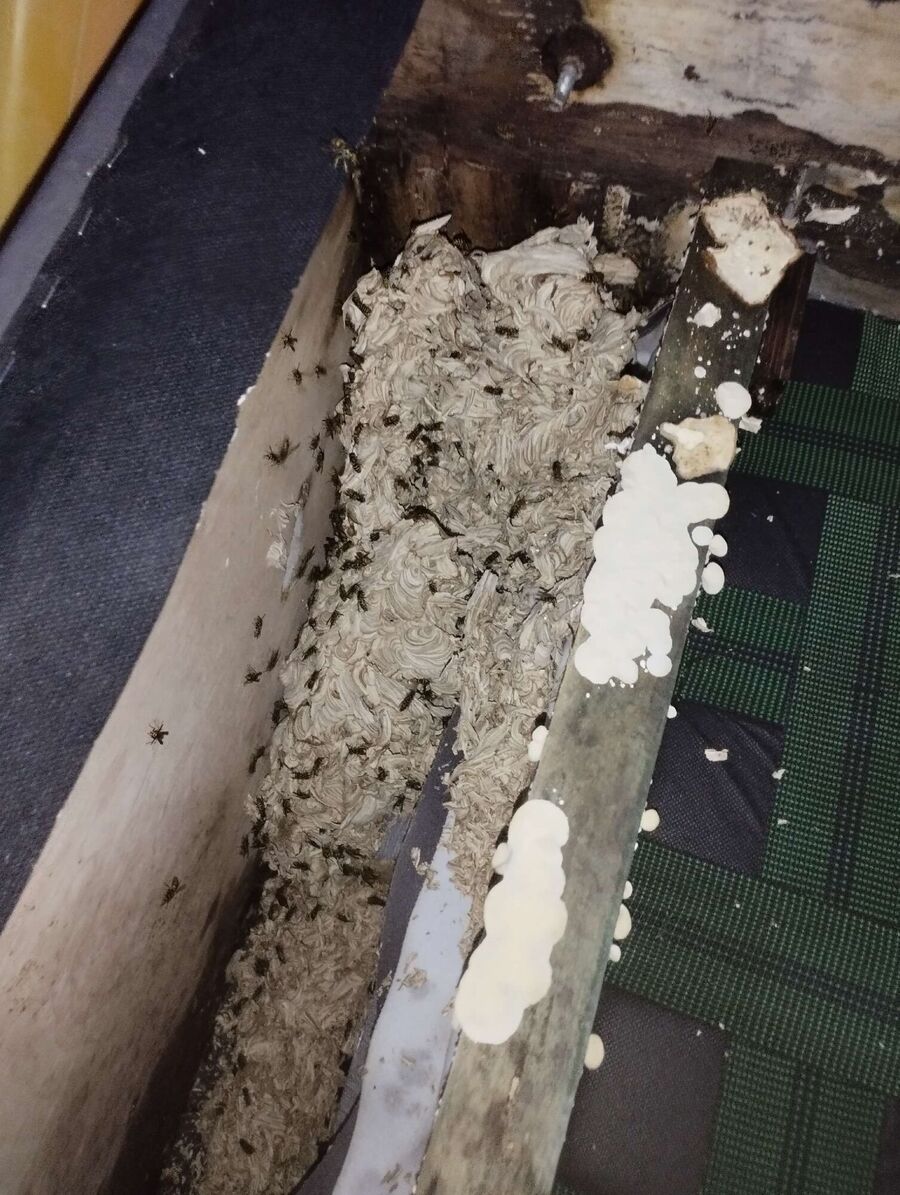 essaim d abeille enlevement