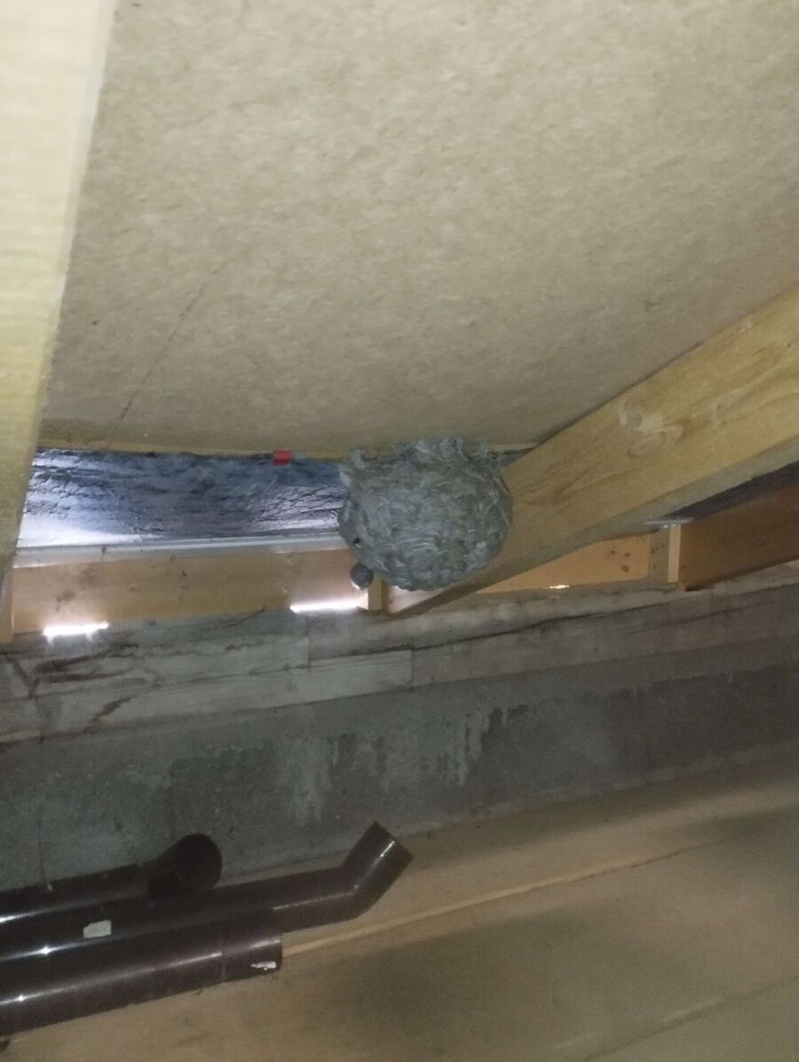 nid d abeille que faire