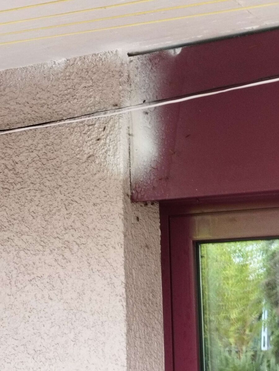 nid d abeille que faire