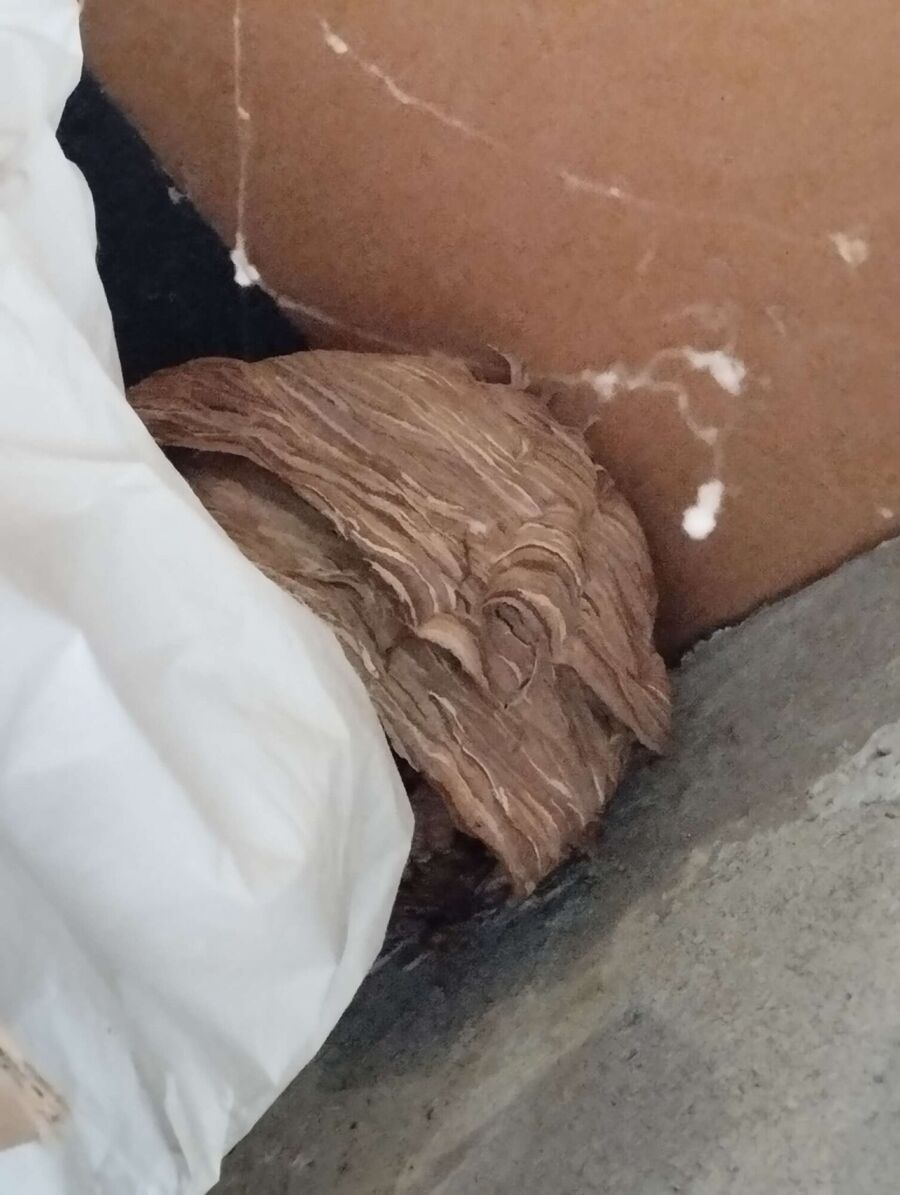 nid d abeille que faire