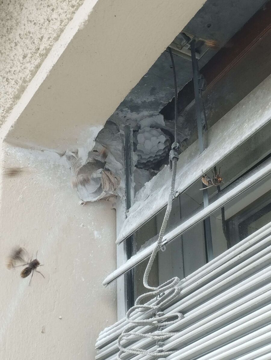 ruche abeille maison que faire