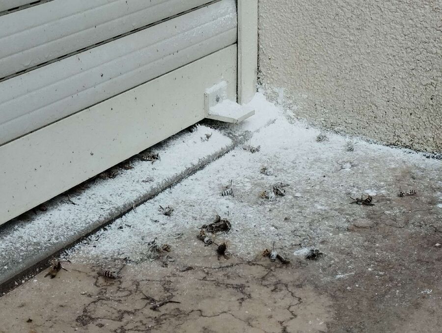 essaim d abeille enlevement