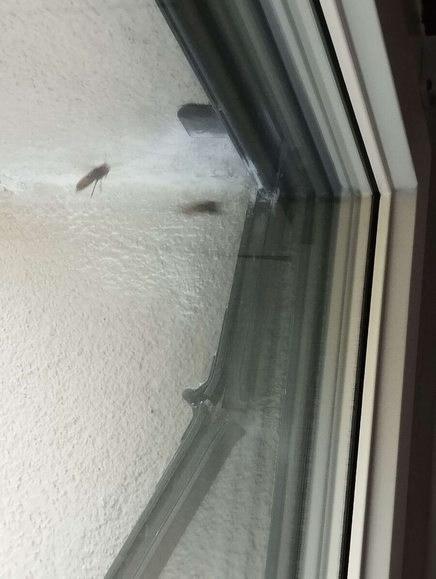 ruche abeille maison que faire