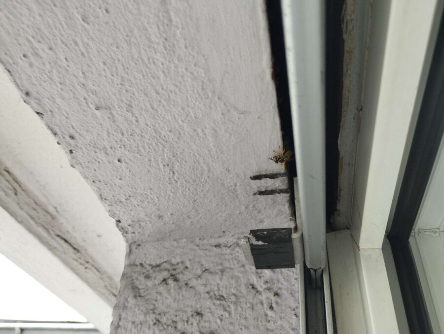 nid d abeille que faire