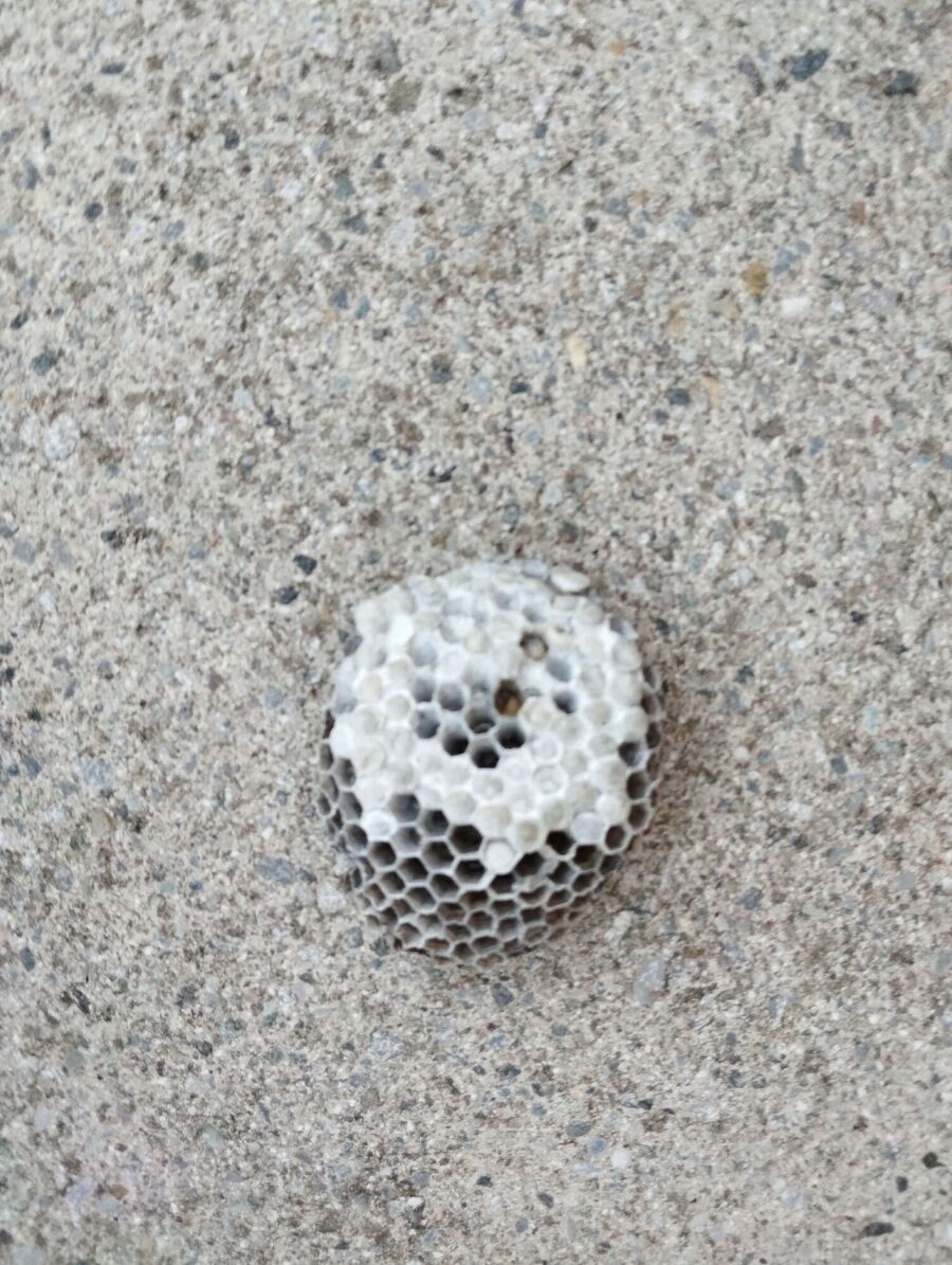 ruche abeille maison que faire