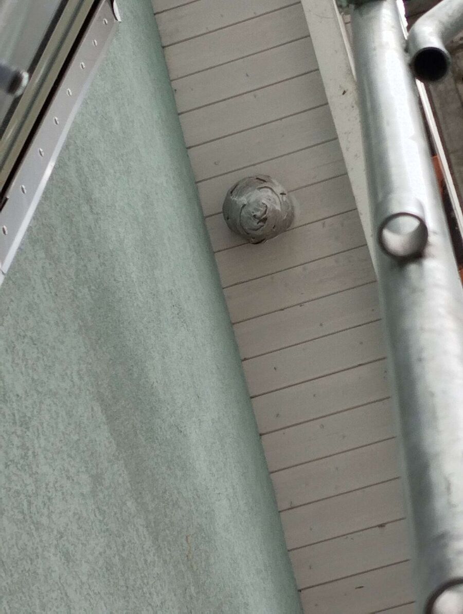 essaim d abeille enlevement