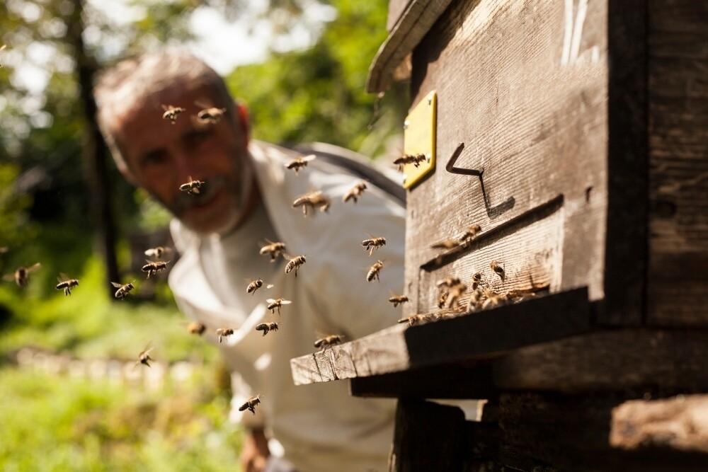 Déménagement professionnel d'abeilles