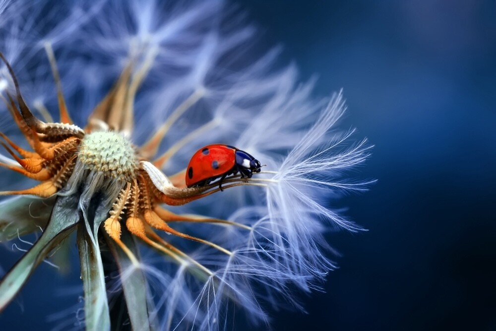 Protection des insectes en Suisse