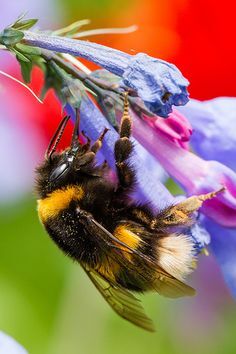 Abeilles domestiques (Apis mellifera) 