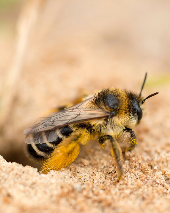 Abeilles laineuses (Anthidium)