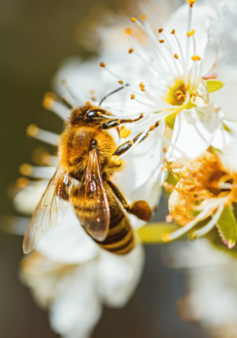 Abeilles des sables (Andrena)