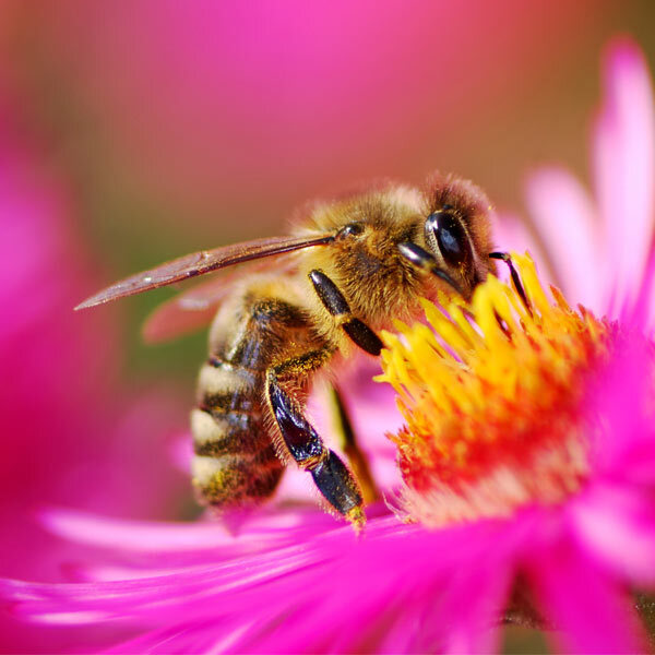 Bourdons (Bombus)